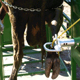 Hoof Trimming Chute from Real Tuff Livestock Equipment