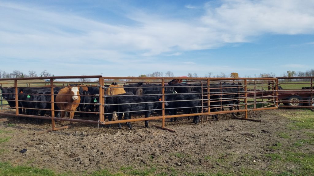 Livestock Standalone Panels by Real Tuff Equipment