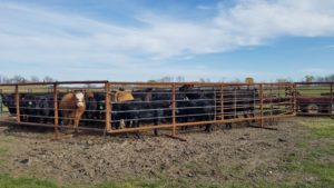 livestock standalone panels
