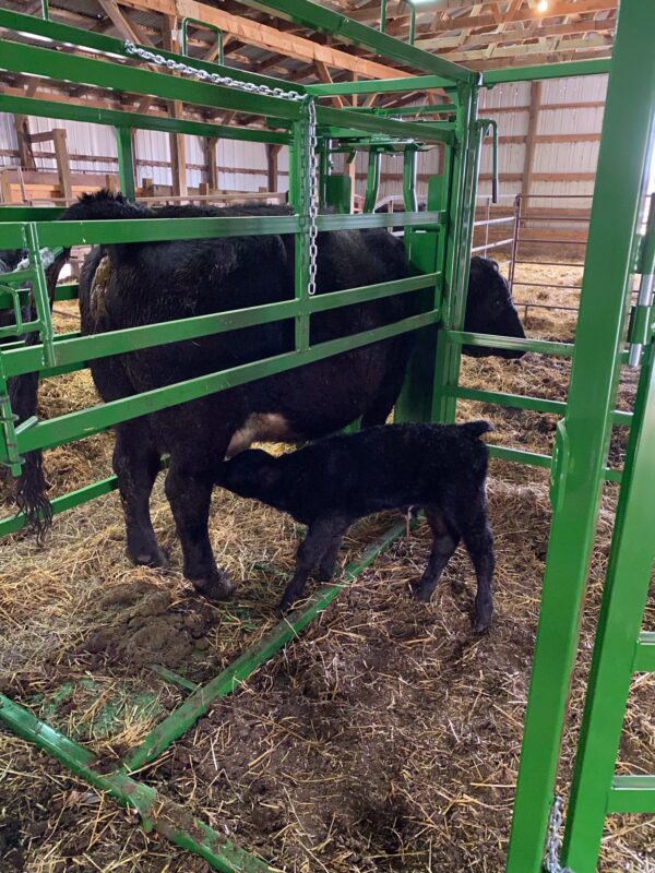 Real Tuff Calving Pen