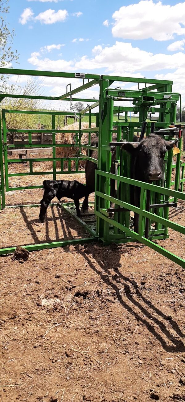 Real Tuff Calving Pen