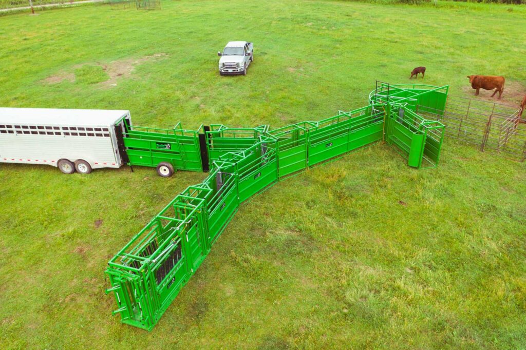 Loading-Cattle-From-Pasture-With-Portable-System